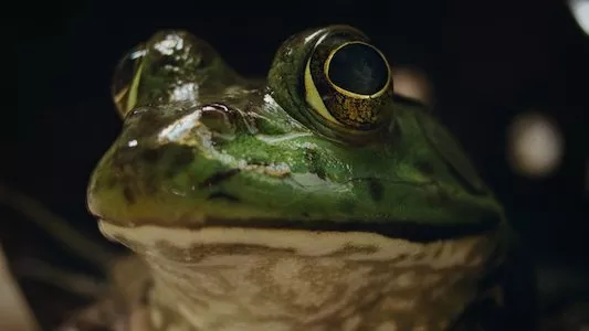 Poster del episodio 2 de Naturaleza de pesadilla online