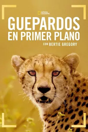 Poster Guepardos en primer plano con Bertie Gregory Online